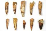 Lot: to Bargain Spinosaurus Teeth - Pieces #133378-1